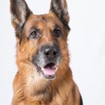 Berger Yougoslave : guide race de chien