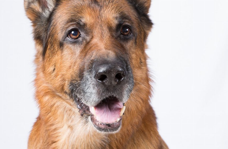 Berger Yougoslave : guide race de chien