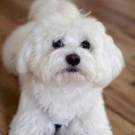 Bichon à poil frisé : guide race de chien