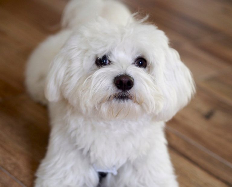 Bichon à poil frisé : guide race de…