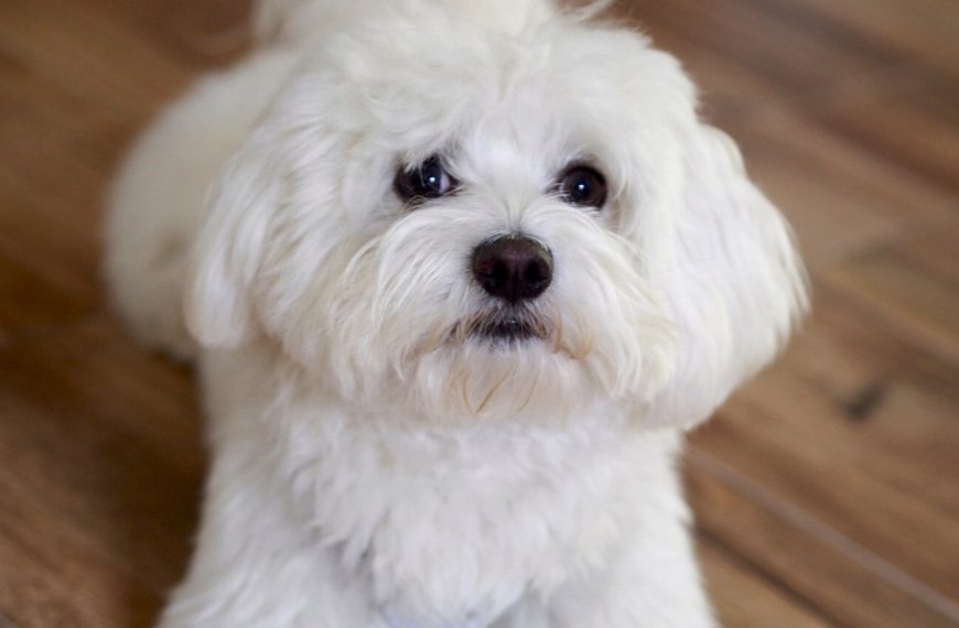 Bichon à poil frisé : guide race de chien