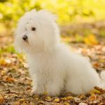 Bichon Bolonais : guide race de chien