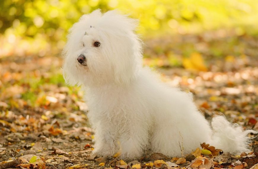 Bichon Bolonais : guide race de chien