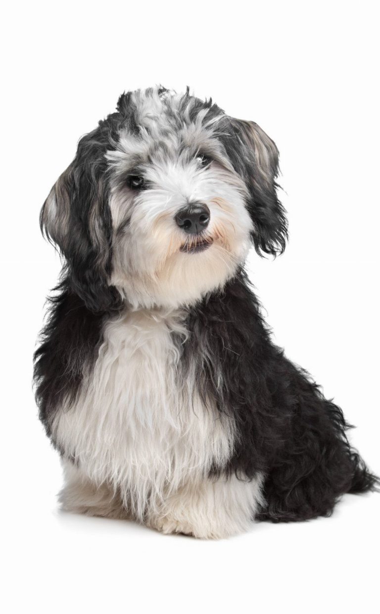 Bichon Havanais : guide race de chien