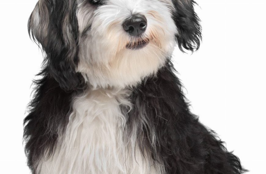 Bichon Havanais : guide race de chien