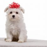 Bichon Maltais : guide race de chien