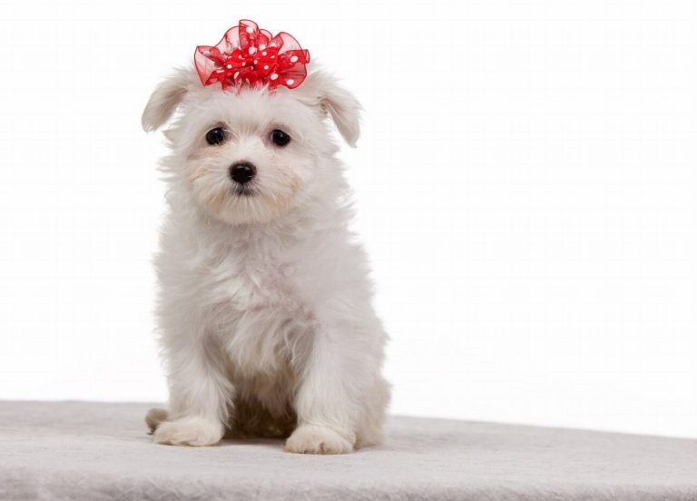 Bichon Maltais : guide race de chien