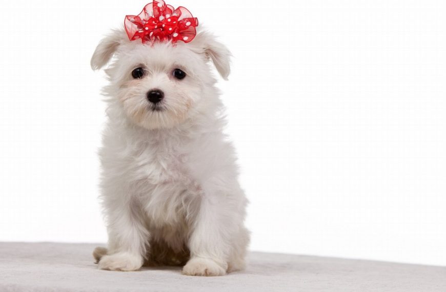 Bichon Maltais : guide race de chien