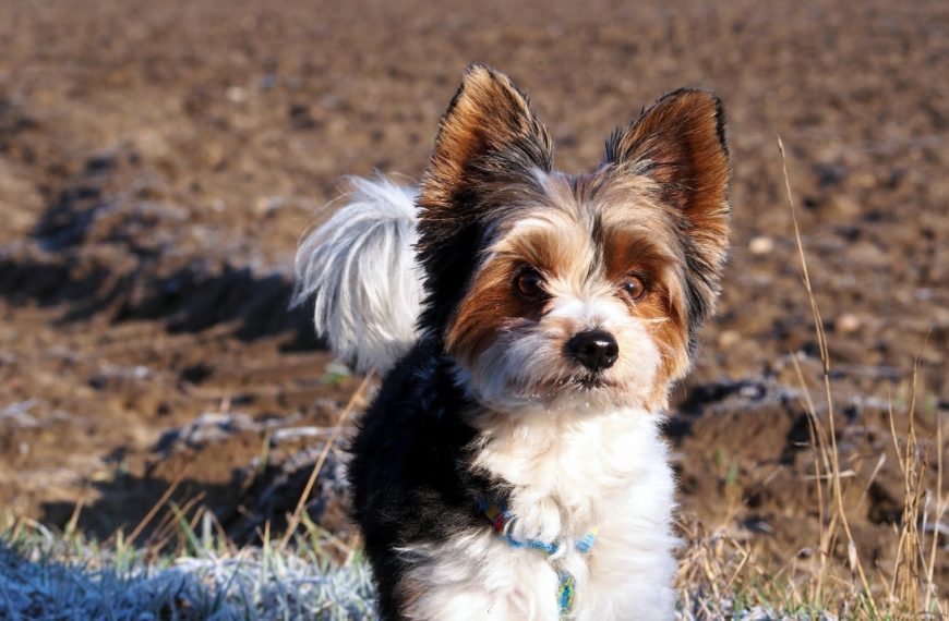 Biewer Yorkshire : guide race de chien