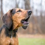 Black and Tan Coonhound : guide race de chien