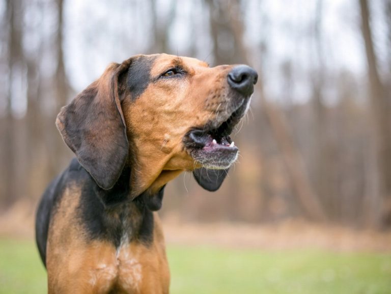 Black and Tan Coonhound : guide race de…