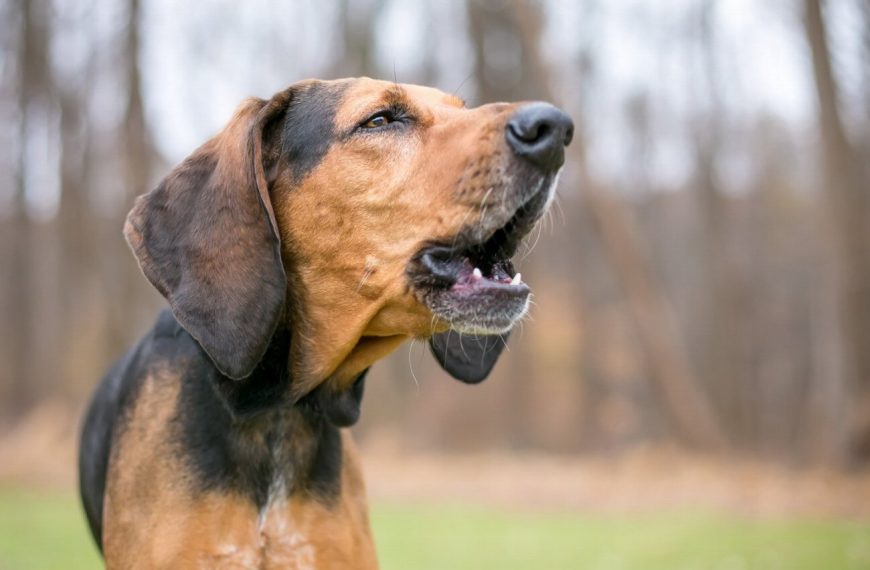 Black and Tan Coonhound : guide race de chien