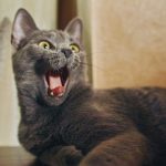 Bleu Russe : guide race de chat