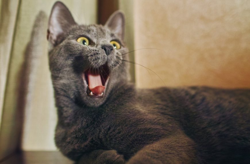 Bleu Russe : guide race de chat