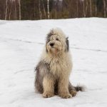 Bobtail : guide race de chien