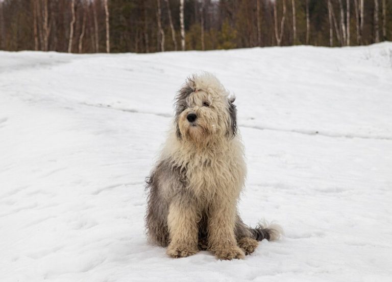 Bobtail : guide race de chien