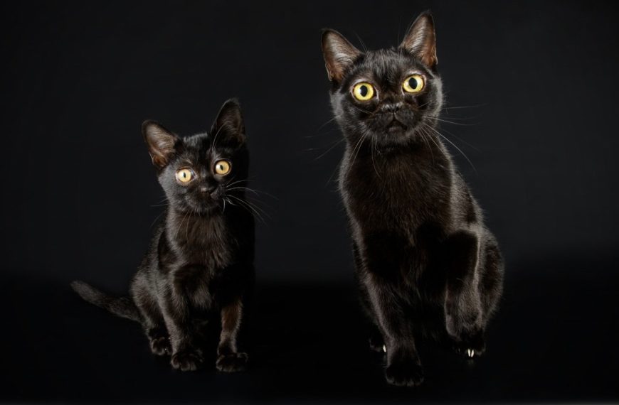 Bombay : guide race de chat