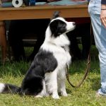 Border Collie : guide race de chien