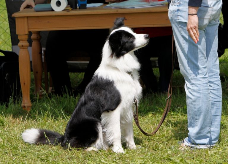 Border Collie : guide race de chien