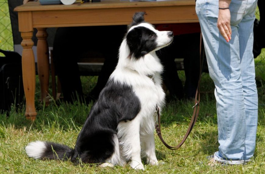 Border Collie : guide race de chien