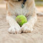 Border Terrier : guide race de chien