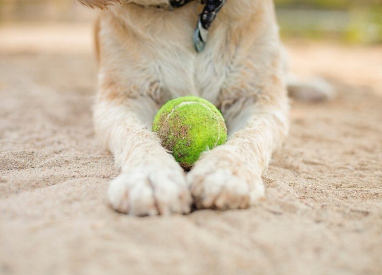 Border Terrier : guide race de chien