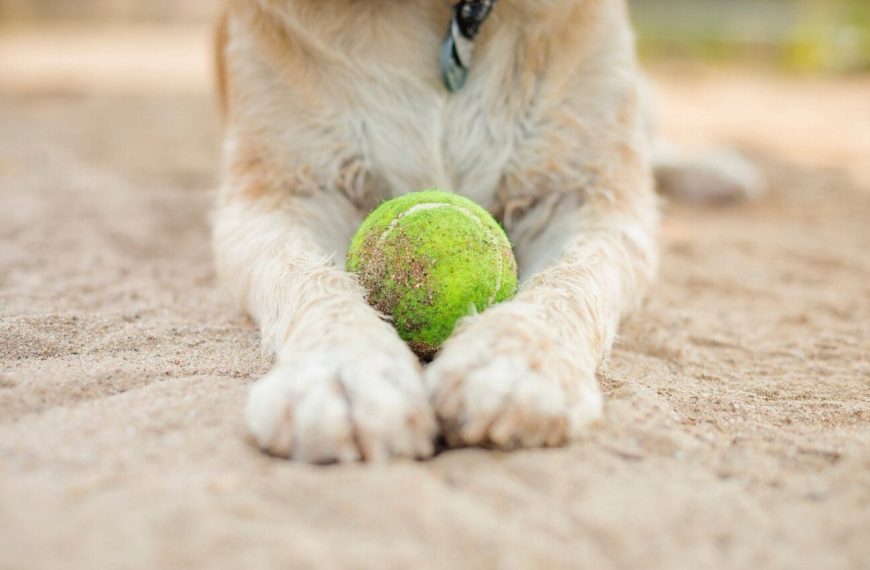 Border Terrier : guide race de chien