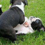 Boston Terrier : guide race de chien