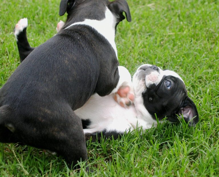 Boston Terrier : guide race de chien