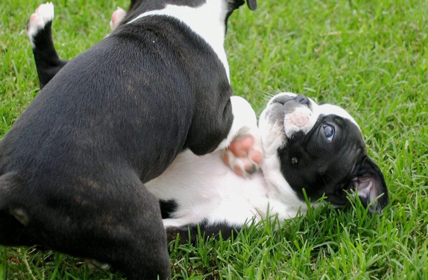 Boston Terrier : guide race de chien