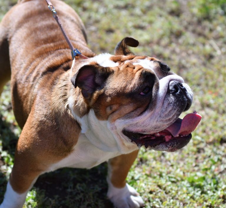 Bouledogue Américain : guide race de chien