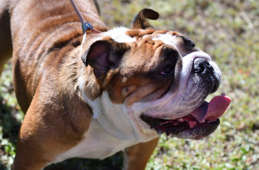 Bouledogue Américain : guide race de chien