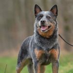 Bouvier Australien : guide race de chien