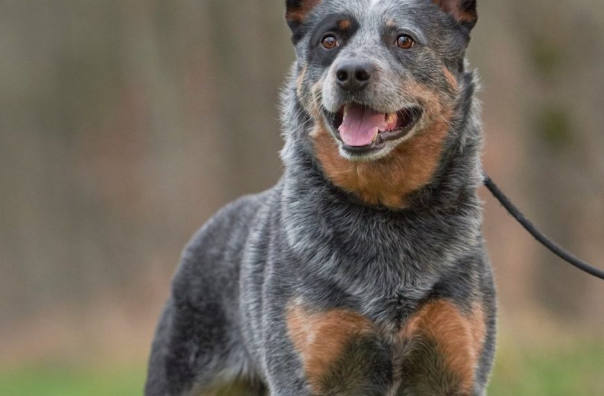 Bouvier Australien : guide race de chien
