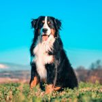 Bouvier Bernois : guide race de chien