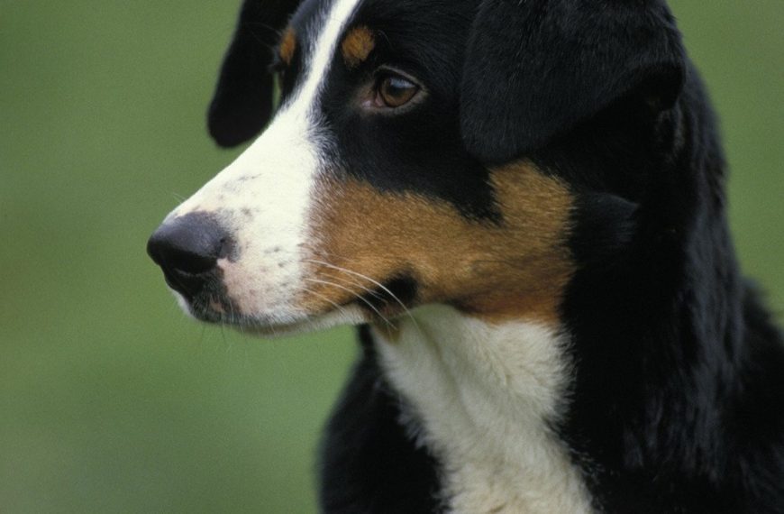 Bouvier d&rsquo;Appenzell : guide race de chien