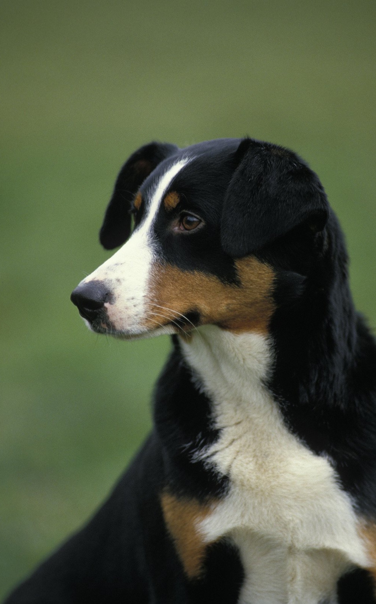 Bouvier d’Appenzell : guide race de chien