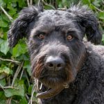 Bouvier des Flandres : guide race de chien