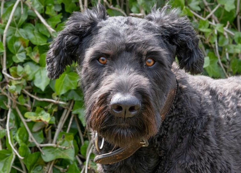 Bouvier des Flandres : guide race de chien