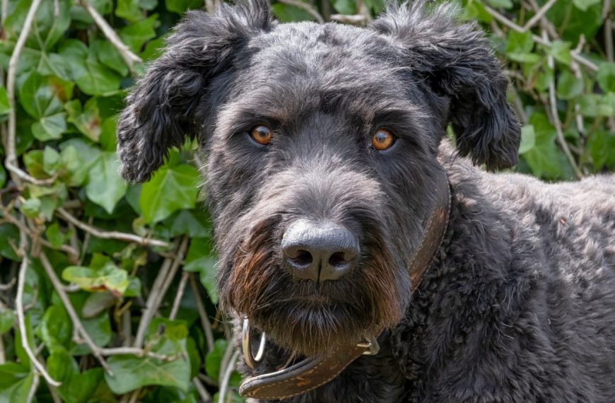 Bouvier des Flandres : guide race de chien