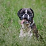 Boxer : guide race de chien