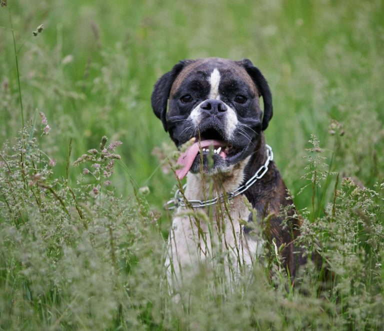 Boxer : guide race de chien