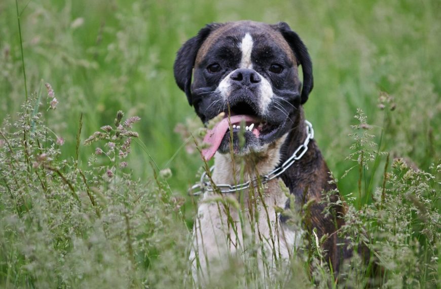 Boxer : guide race de chien