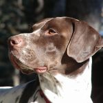 Brachet Allemand : guide race de chien