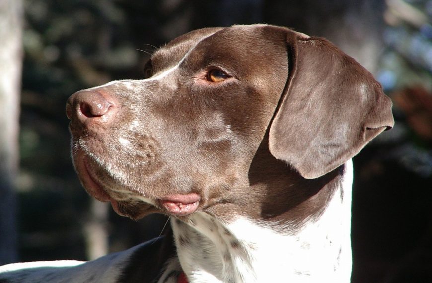Brachet Allemand : guide race de chien