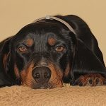 Brachet autrichien noir et feu : guide race de chien