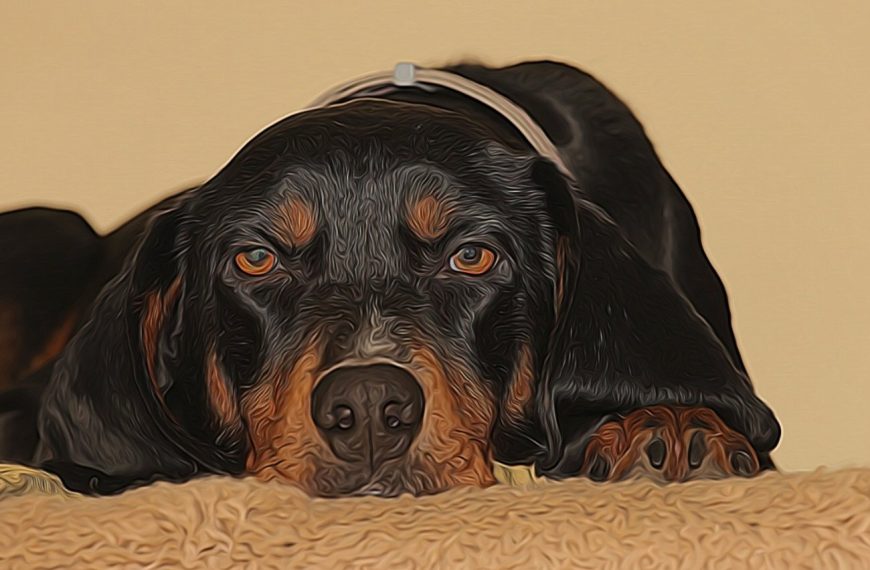 Brachet autrichien noir et feu : guide race de chien