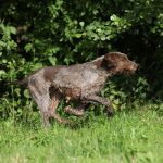 Brachet de Styrie à poil dur : guide race de chien