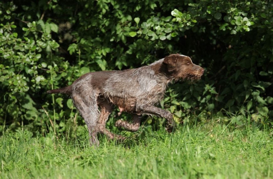 Brachet de Styrie à poil dur : guide race de chien