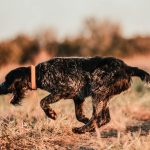 Braque allemand à poil dur : guide race de chien
